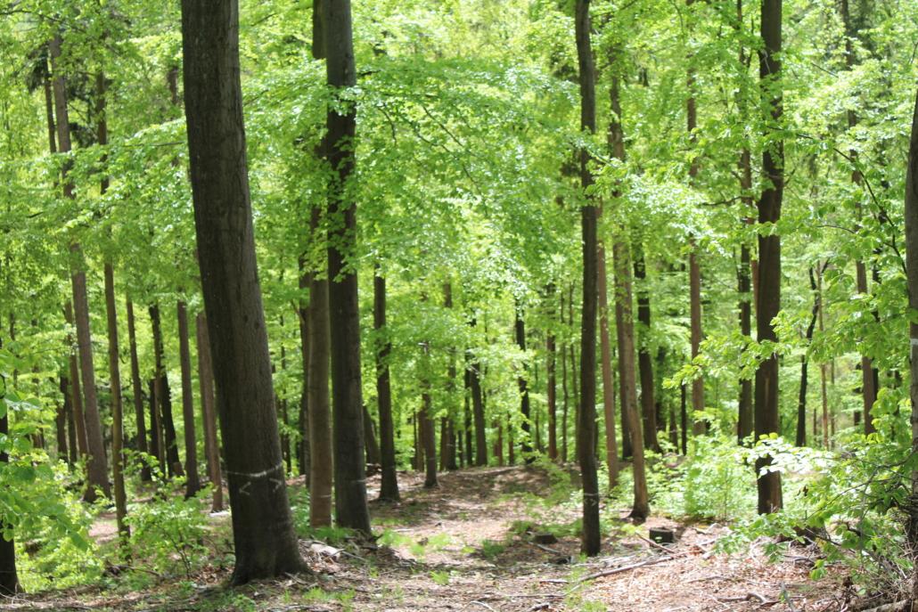 professionelles Karrierecoaching Business-Coaching Einzelcoaching Systemisches Coaching